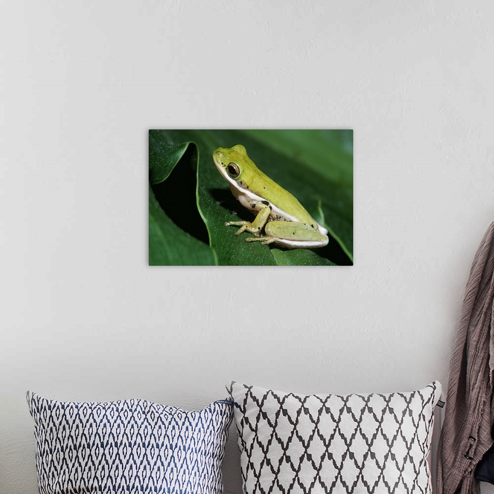 A bohemian room featuring Green Tree Frog On Leaf