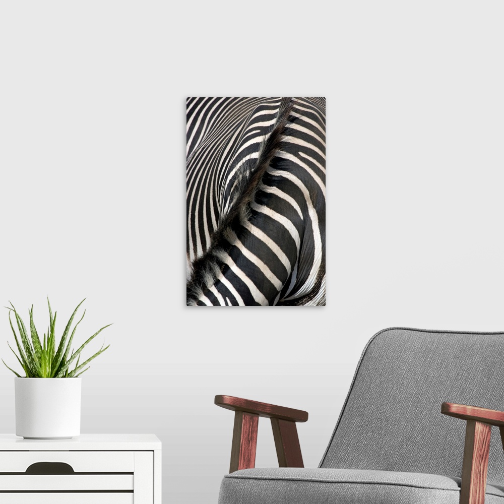 A modern room featuring Grevey's Zebra Stripes and Mane
