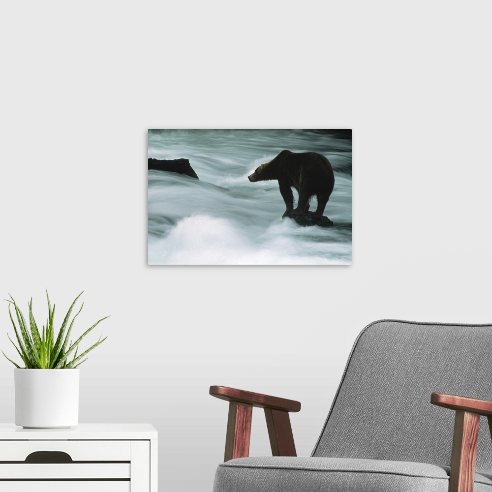 A modern room featuring Grizzly Bear Next to the Water in Alaska