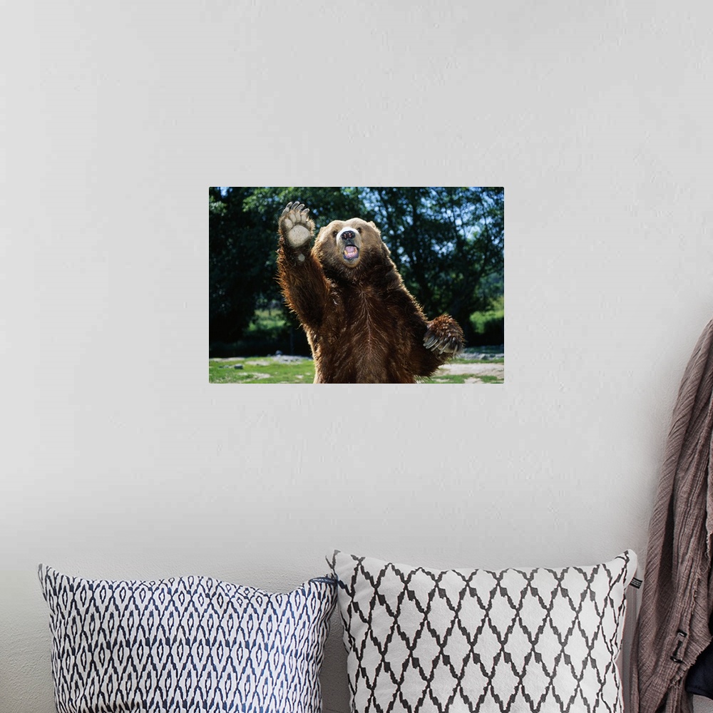 A bohemian room featuring This large piece is a picture taken of a brown bear standing on it's back two legs with one paw i...