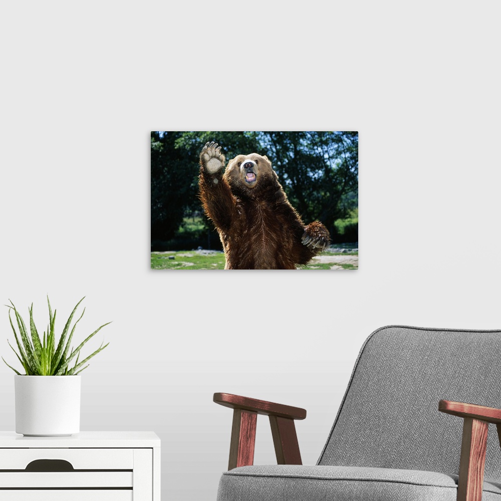 A modern room featuring This large piece is a picture taken of a brown bear standing on it's back two legs with one paw i...