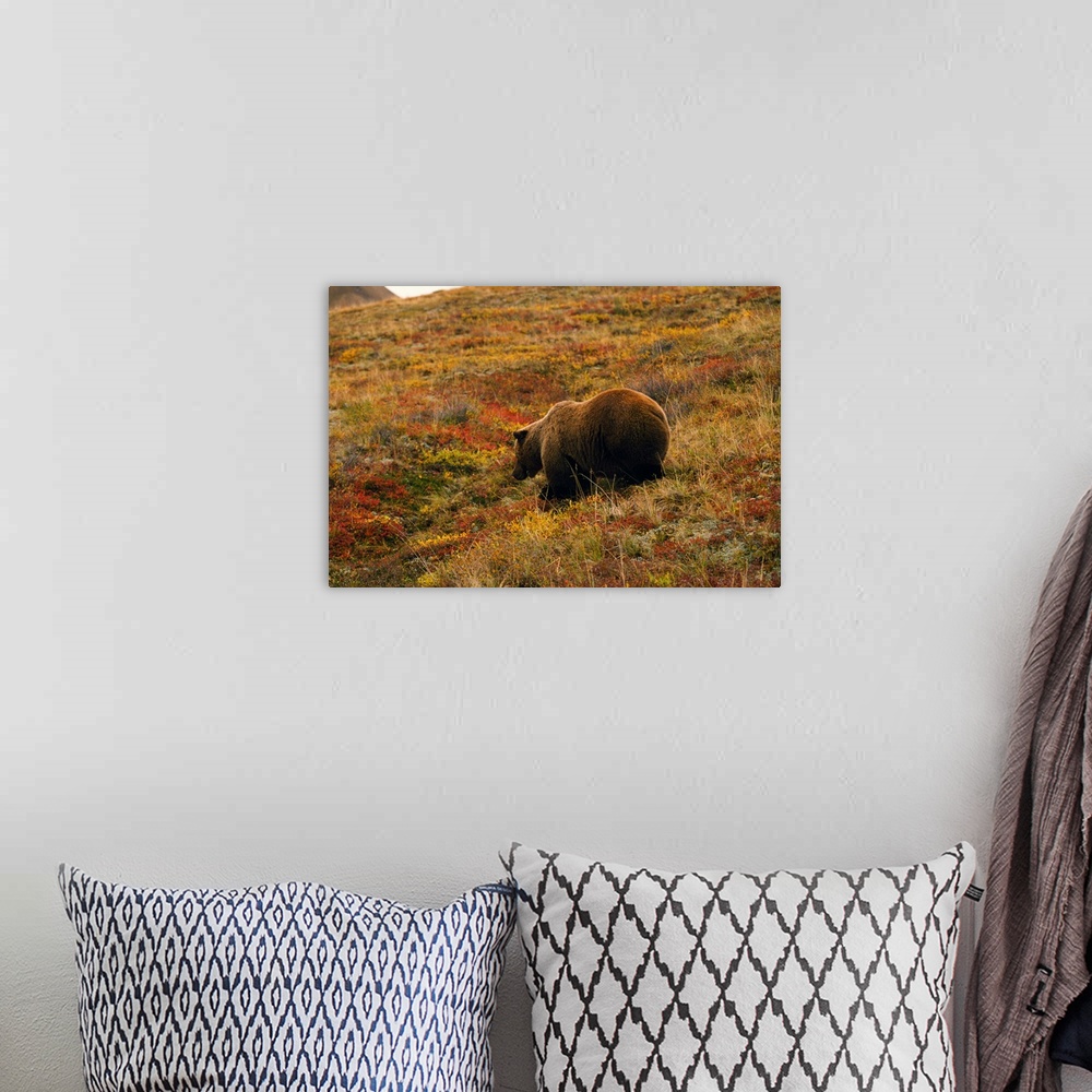 A bohemian room featuring Grizzly bear (U. horribilis) looking for berries in autumn color tundra, Alaska