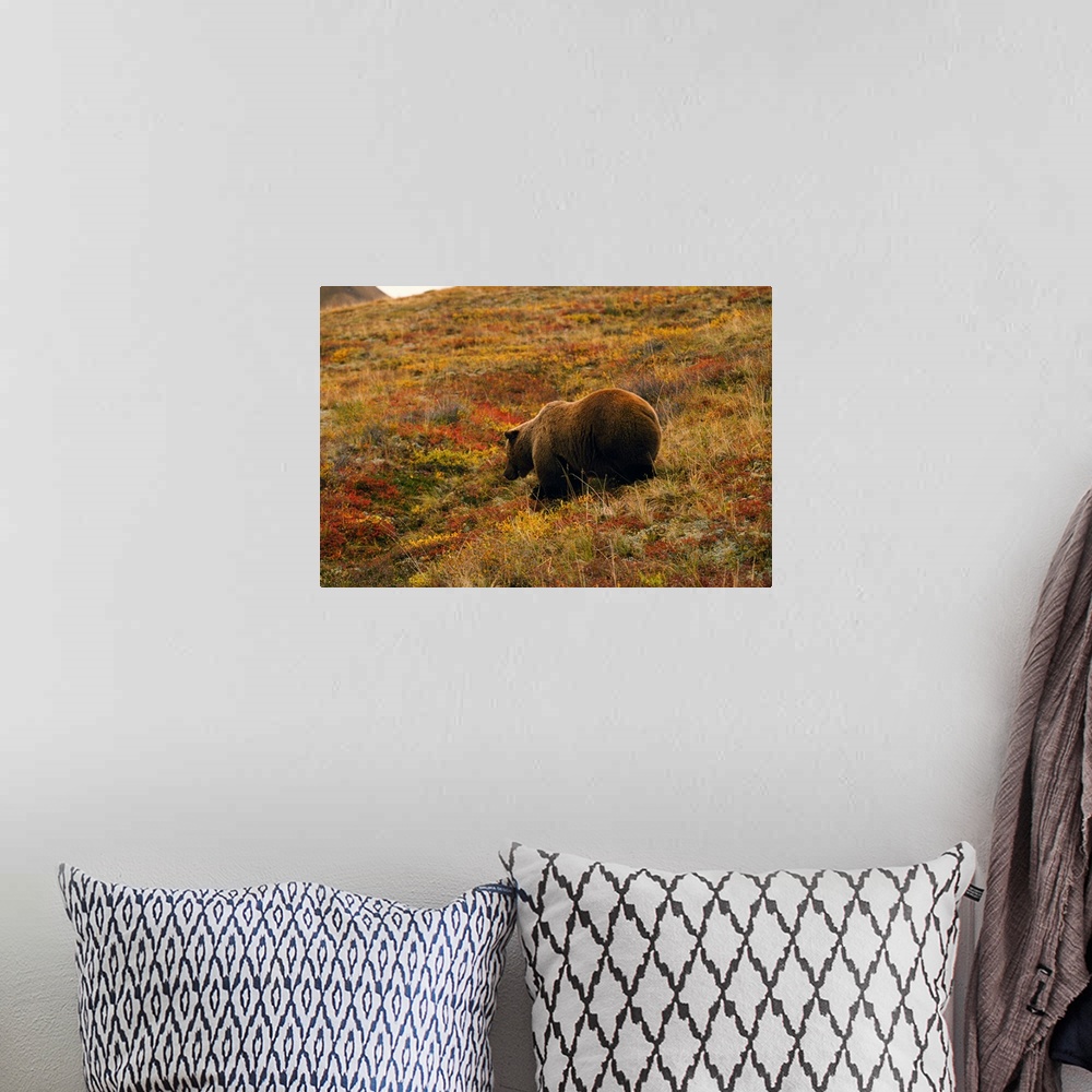 A bohemian room featuring Grizzly bear (U. horribilis) looking for berries in autumn color tundra, Alaska