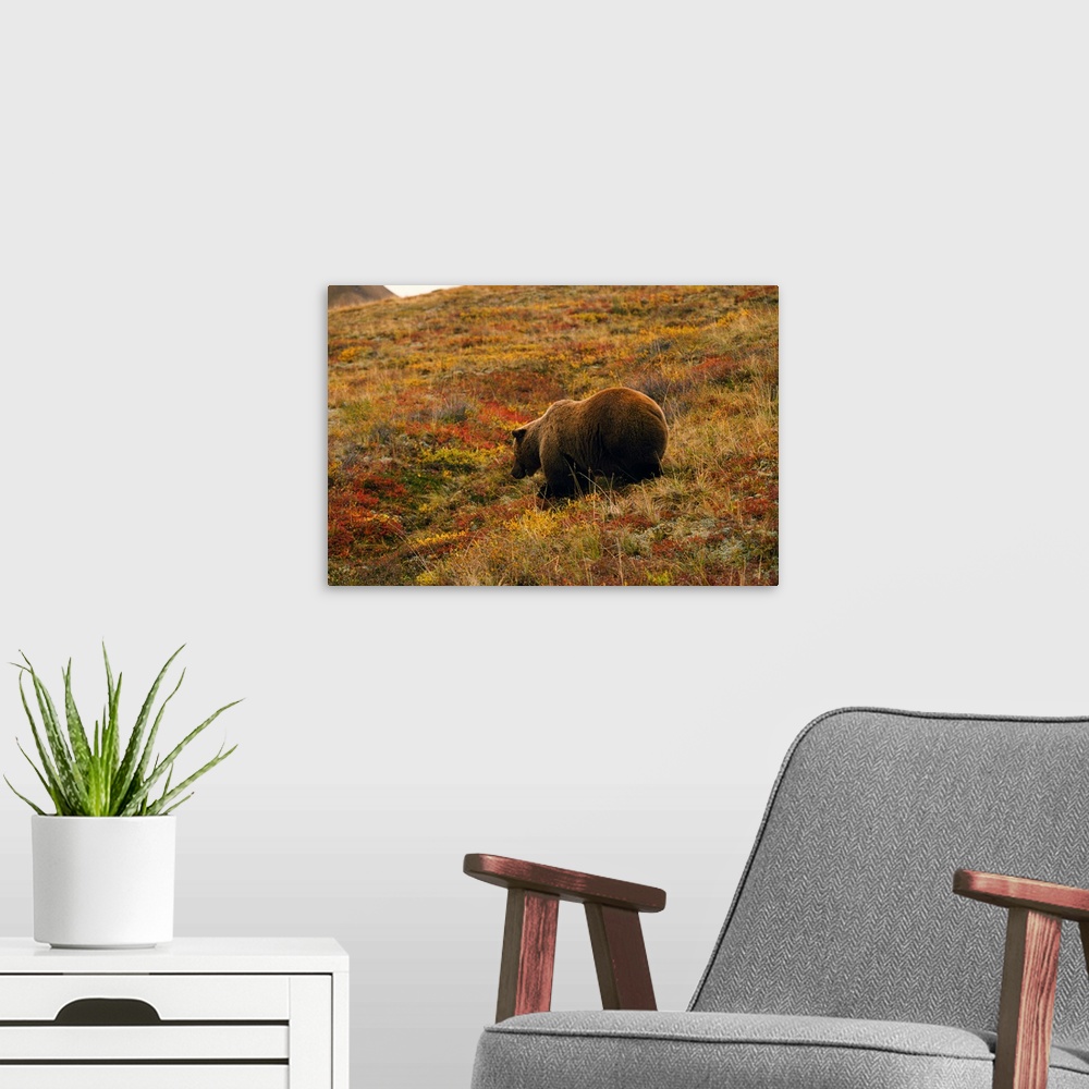 A modern room featuring Grizzly bear (U. horribilis) looking for berries in autumn color tundra, Alaska