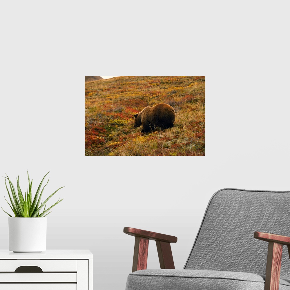 A modern room featuring Grizzly bear (U. horribilis) looking for berries in autumn color tundra, Alaska