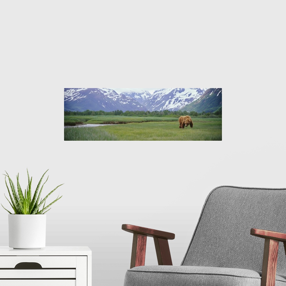 A modern room featuring An Alaskan Brown Bear foraging in a grassy meadow in Kukak Bay, Alaska.