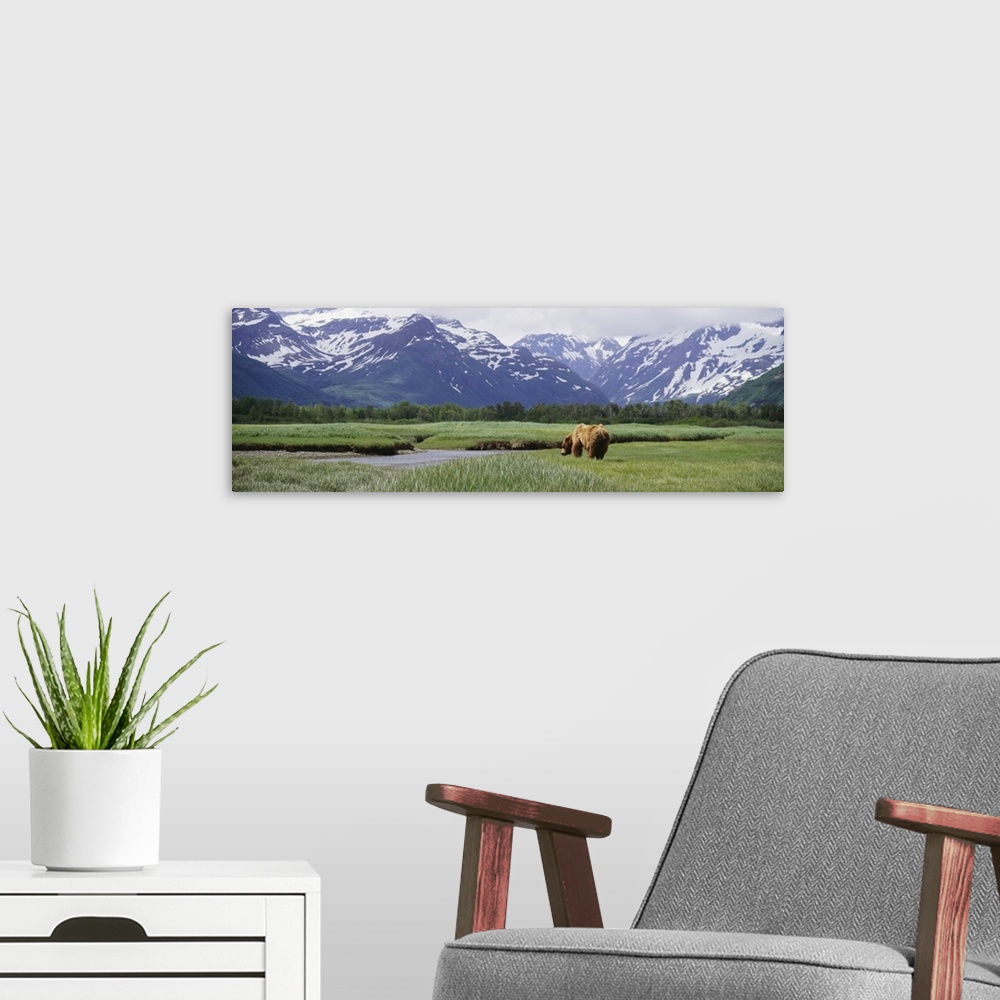 A modern room featuring Panoramic photograph of brown bear walking through meadow of grass toward a small lake with fores...