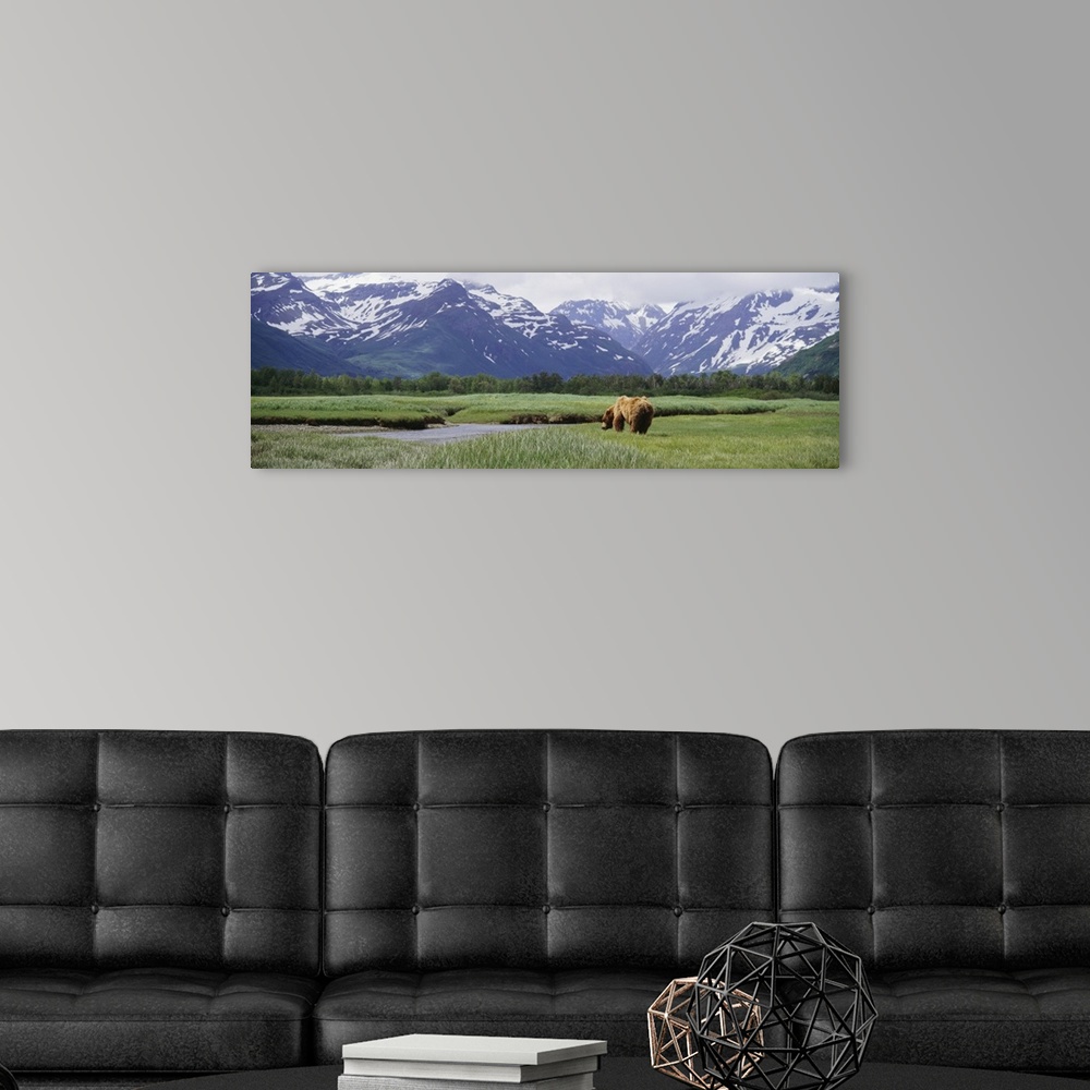 A modern room featuring Panoramic photograph of brown bear walking through meadow of grass toward a small lake with fores...