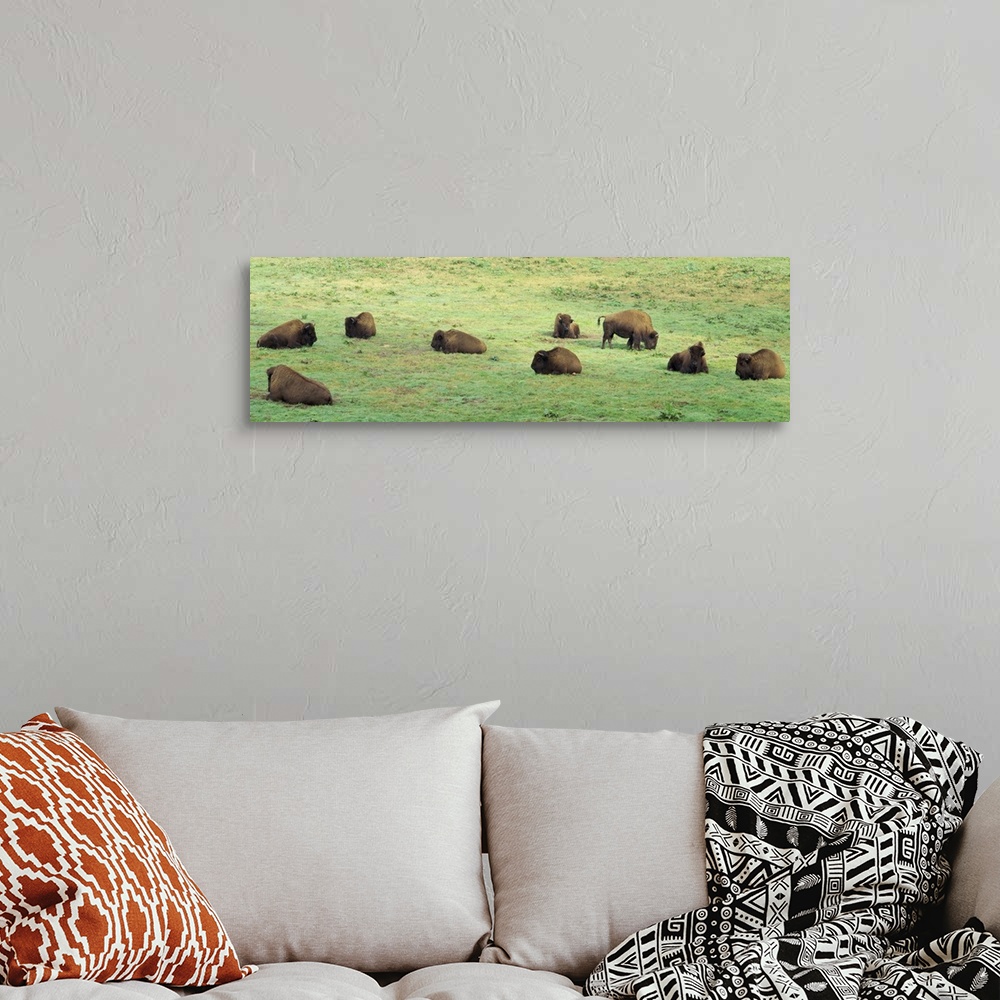 A bohemian room featuring Group of American Bisons grazing in a field, San Francisco, California