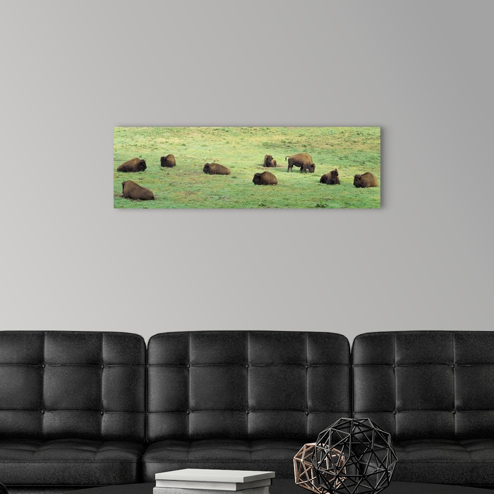 A modern room featuring Group of American Bisons grazing in a field, San Francisco, California