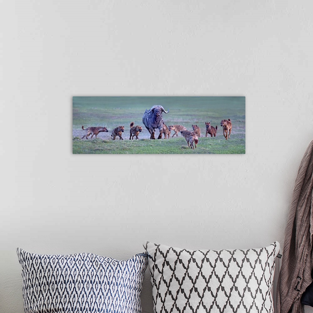 A bohemian room featuring Group of hyenas hunting an African buffalo (Syncerus caffer), Ngorongoro Crater, Arusha Region, T...