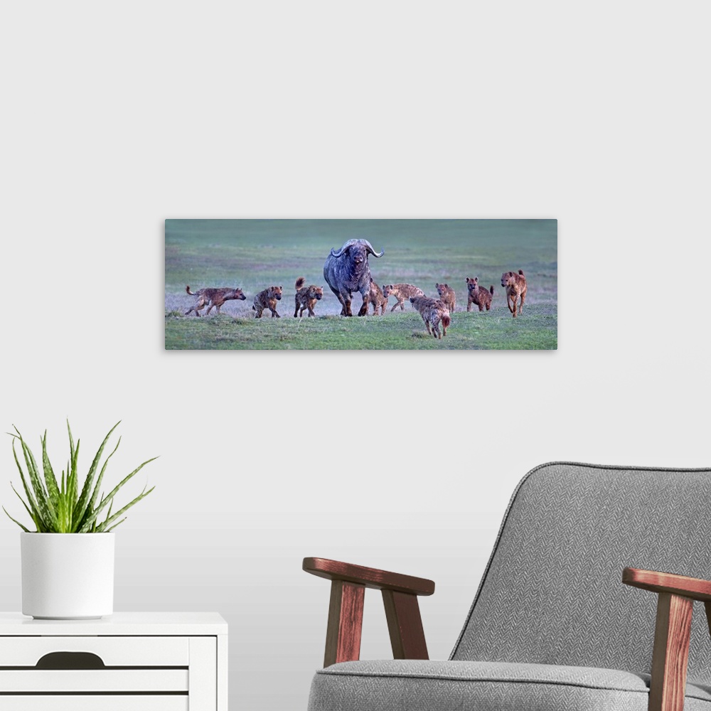 A modern room featuring Group of hyenas hunting an African buffalo (Syncerus caffer), Ngorongoro Crater, Arusha Region, T...