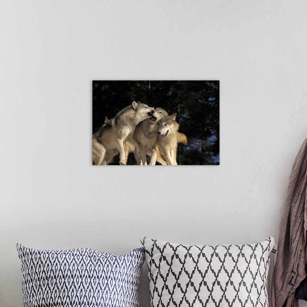 A bohemian room featuring This wildlife photograph shows a pack of wolves rough housing in front of an out of focus forest ...