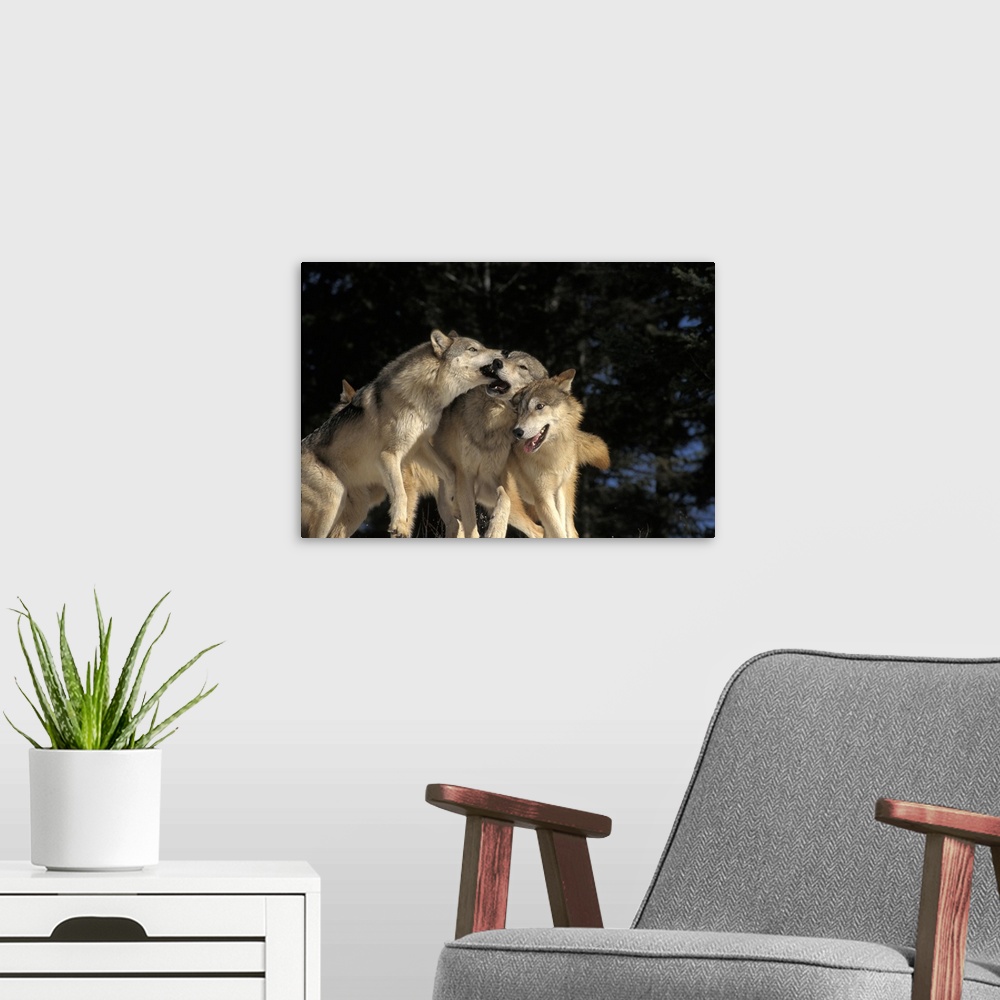 A modern room featuring This wildlife photograph shows a pack of wolves rough housing in front of an out of focus forest ...