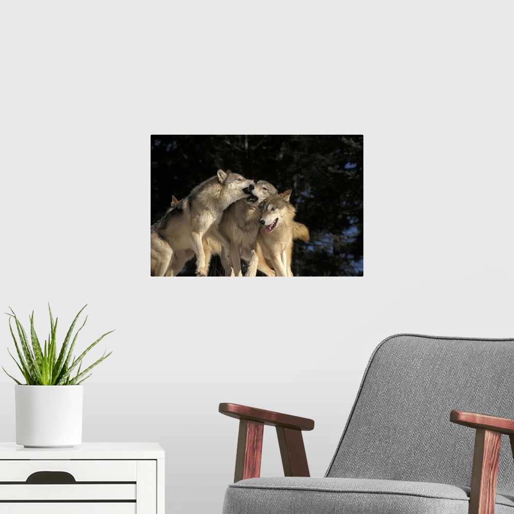 A modern room featuring This wildlife photograph shows a pack of wolves rough housing in front of an out of focus forest ...