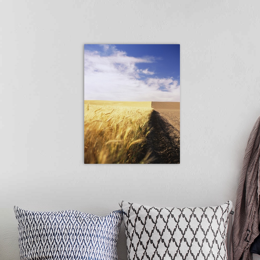 A bohemian room featuring Half harvested wheat field, Palouse Country, Washington State