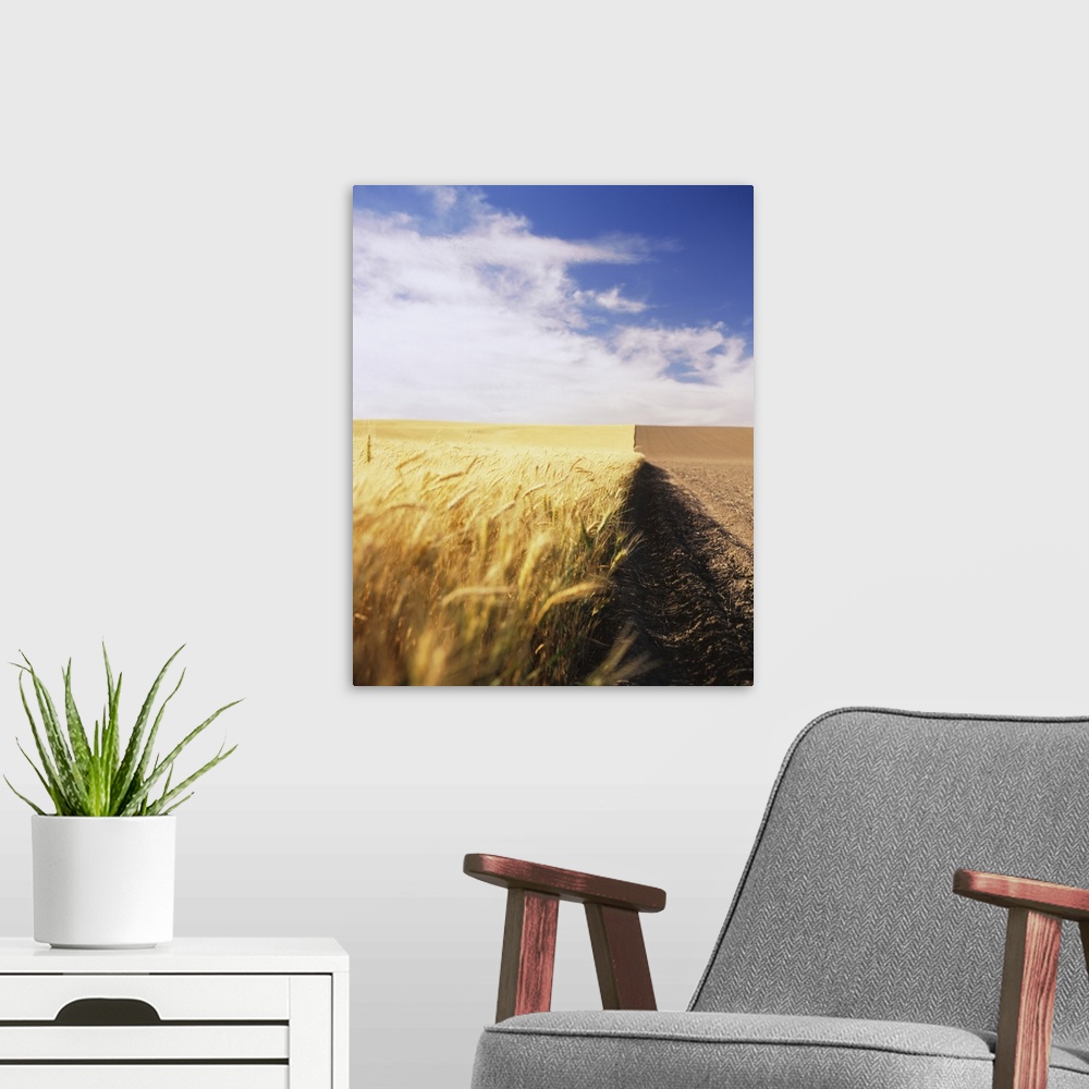 A modern room featuring Half harvested wheat field, Palouse Country, Washington State