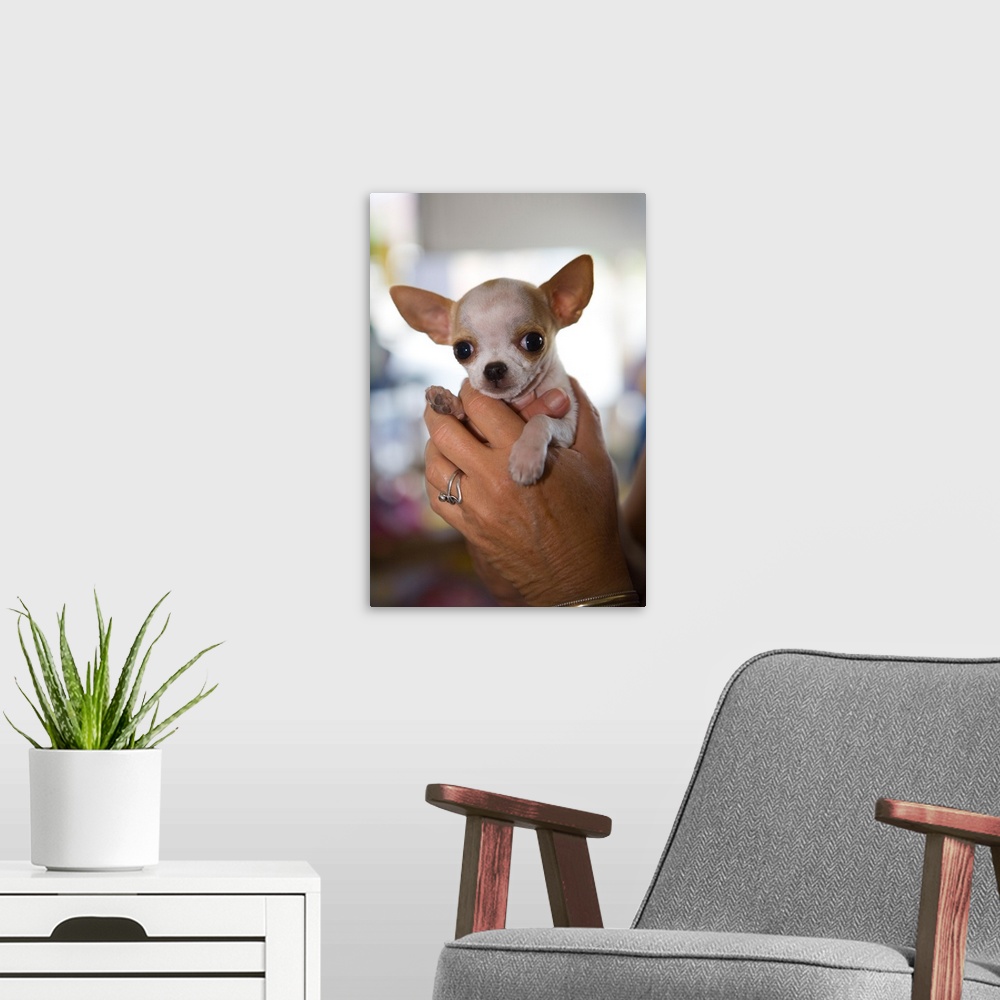 A modern room featuring Hands Holding Chihuahua Puppy