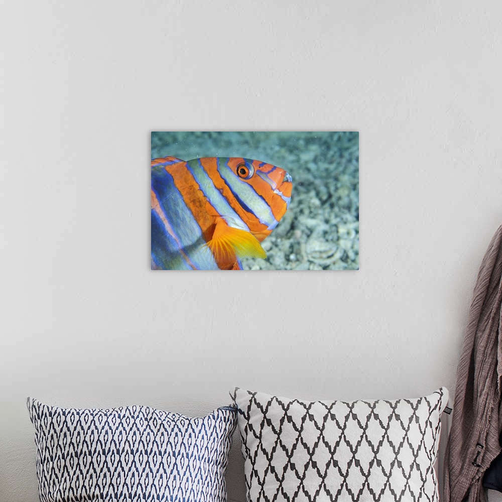 A bohemian room featuring Big wall docor of the up close of a brightly colored Australian tropical fish.