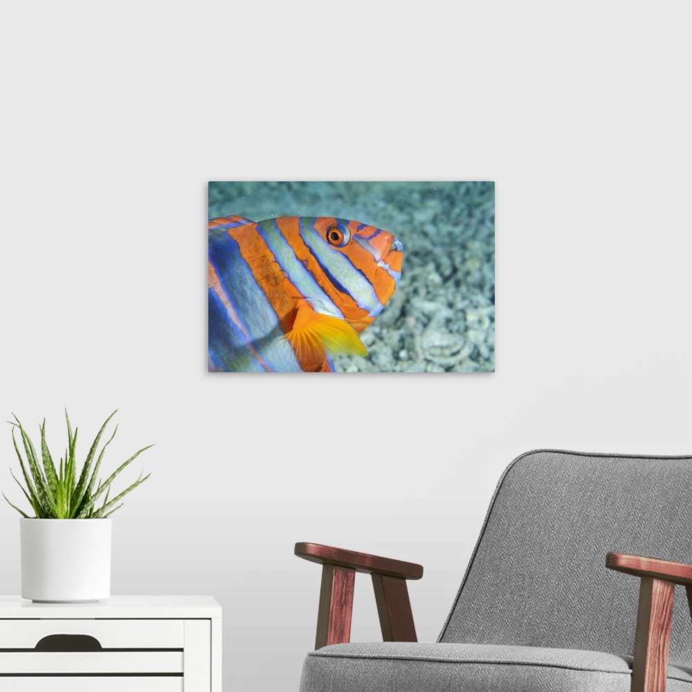 A modern room featuring Big wall docor of the up close of a brightly colored Australian tropical fish.