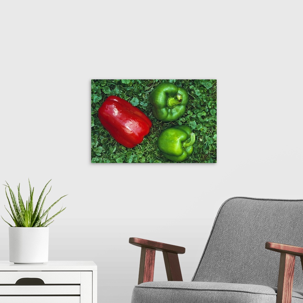 A modern room featuring Harvested red and green peppers.