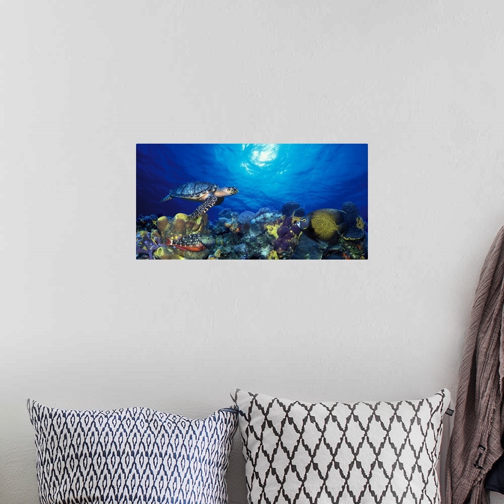 A bohemian room featuring Photograph of sea turtle swimming under the water with colorful reef and fish below.