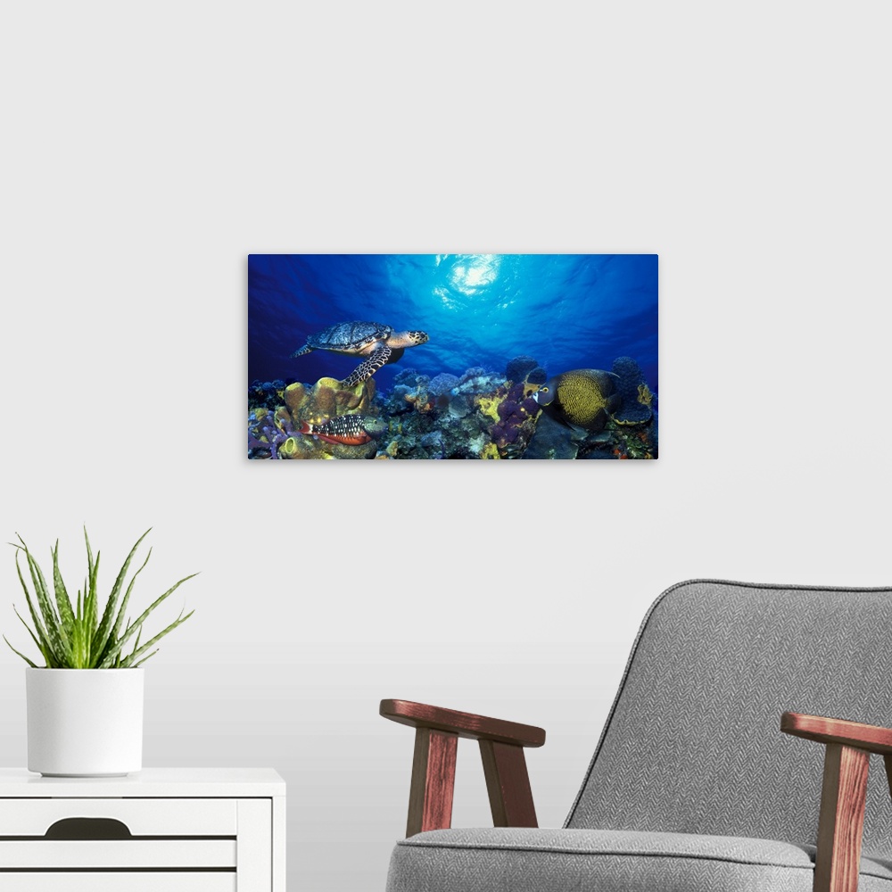A modern room featuring Photograph of sea turtle swimming under the water with colorful reef and fish below.