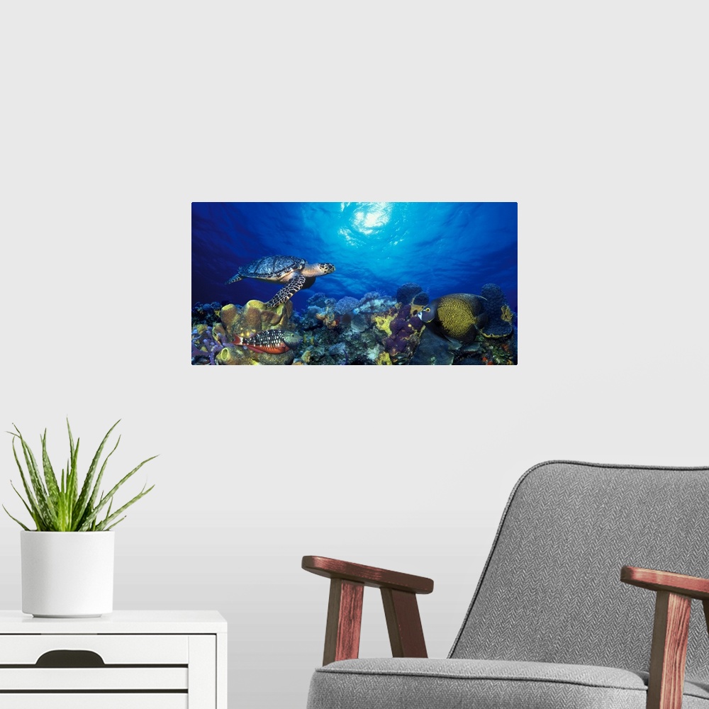A modern room featuring Photograph of sea turtle swimming under the water with colorful reef and fish below.