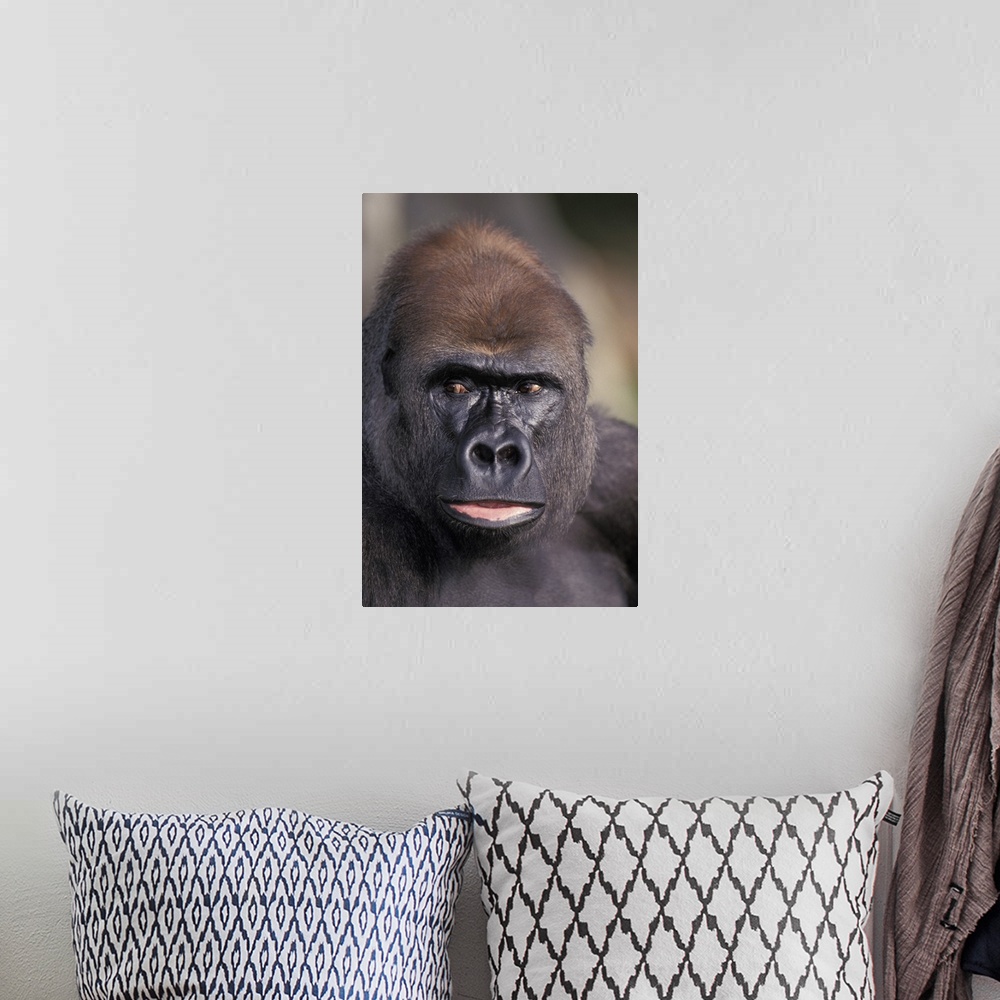 A bohemian room featuring Head Shot of a Gorilla