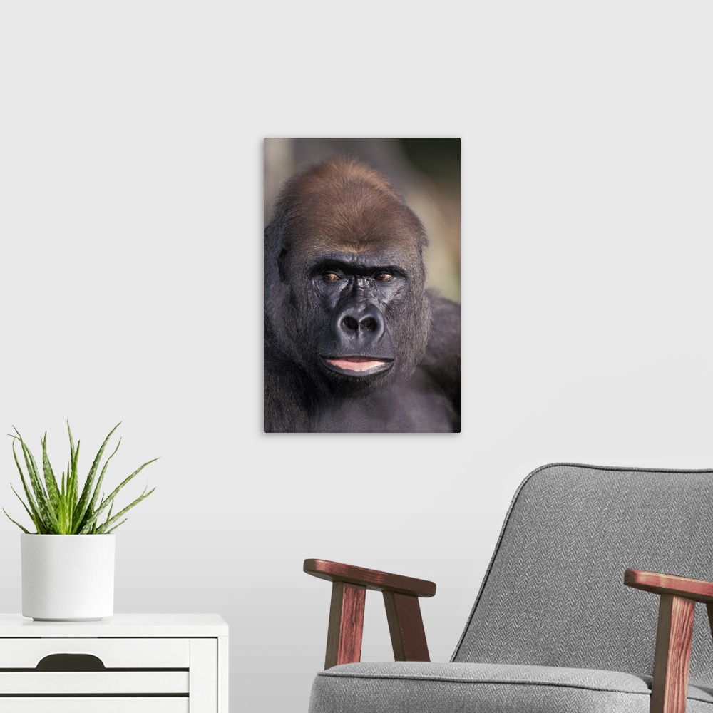 A modern room featuring Head Shot of a Gorilla