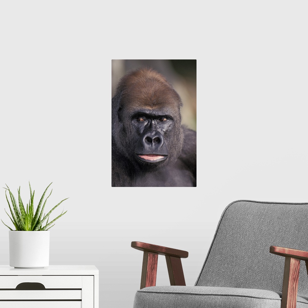 A modern room featuring Head Shot of a Gorilla
