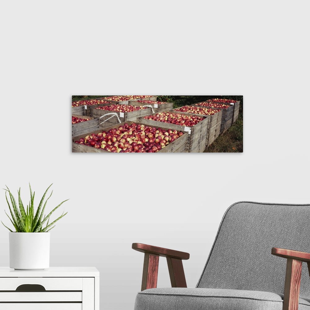 A modern room featuring Heap of apples in wooden crates, Grand Rapids, Kent County, Michigan