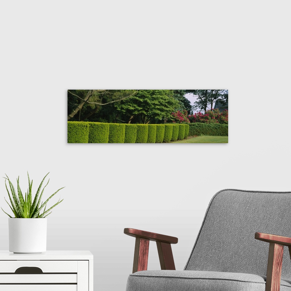 A modern room featuring Hedge in a park, Colt State Park, Bristol, Rhode Island