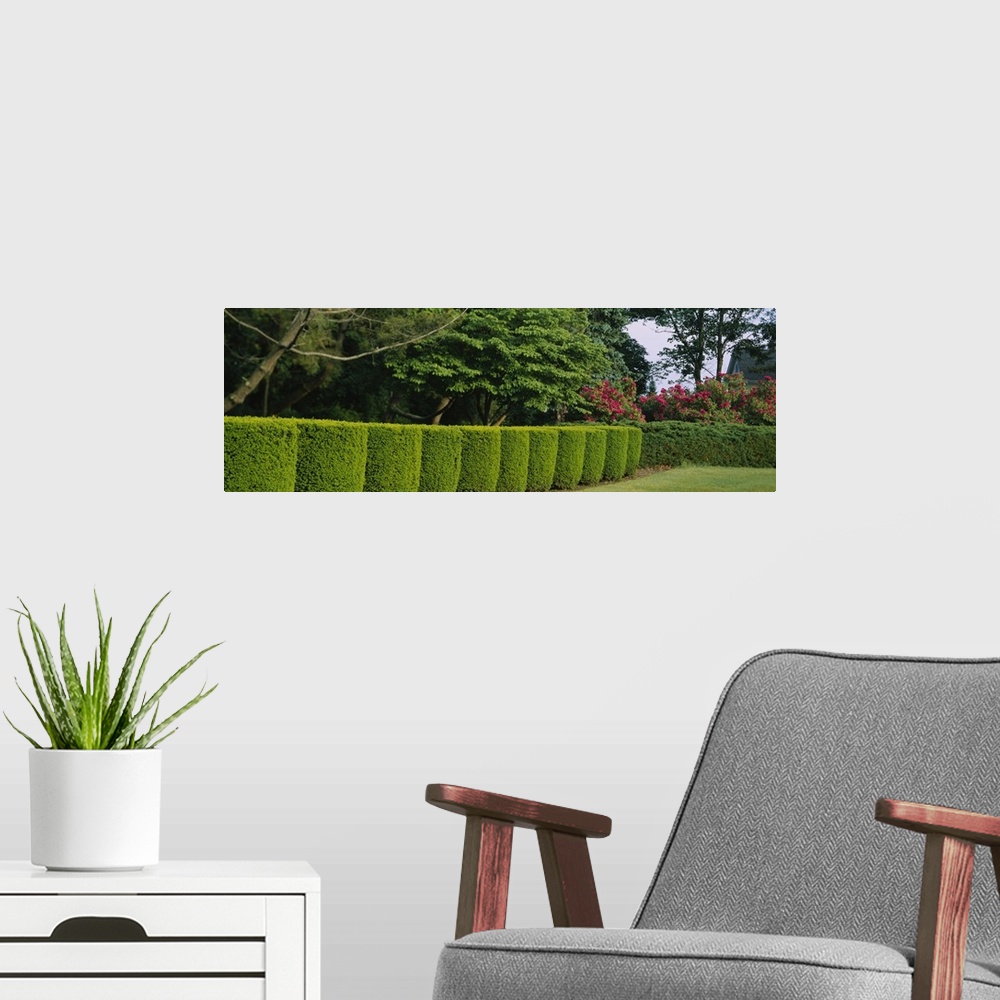 A modern room featuring Hedge in a park, Colt State Park, Bristol, Rhode Island