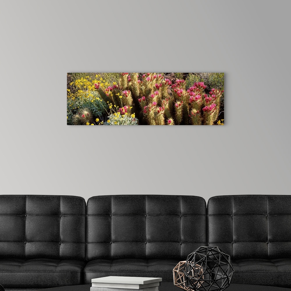 A modern room featuring Hedgehog Cactus Brittlebush Organ Pipe Cactus National Park AZ