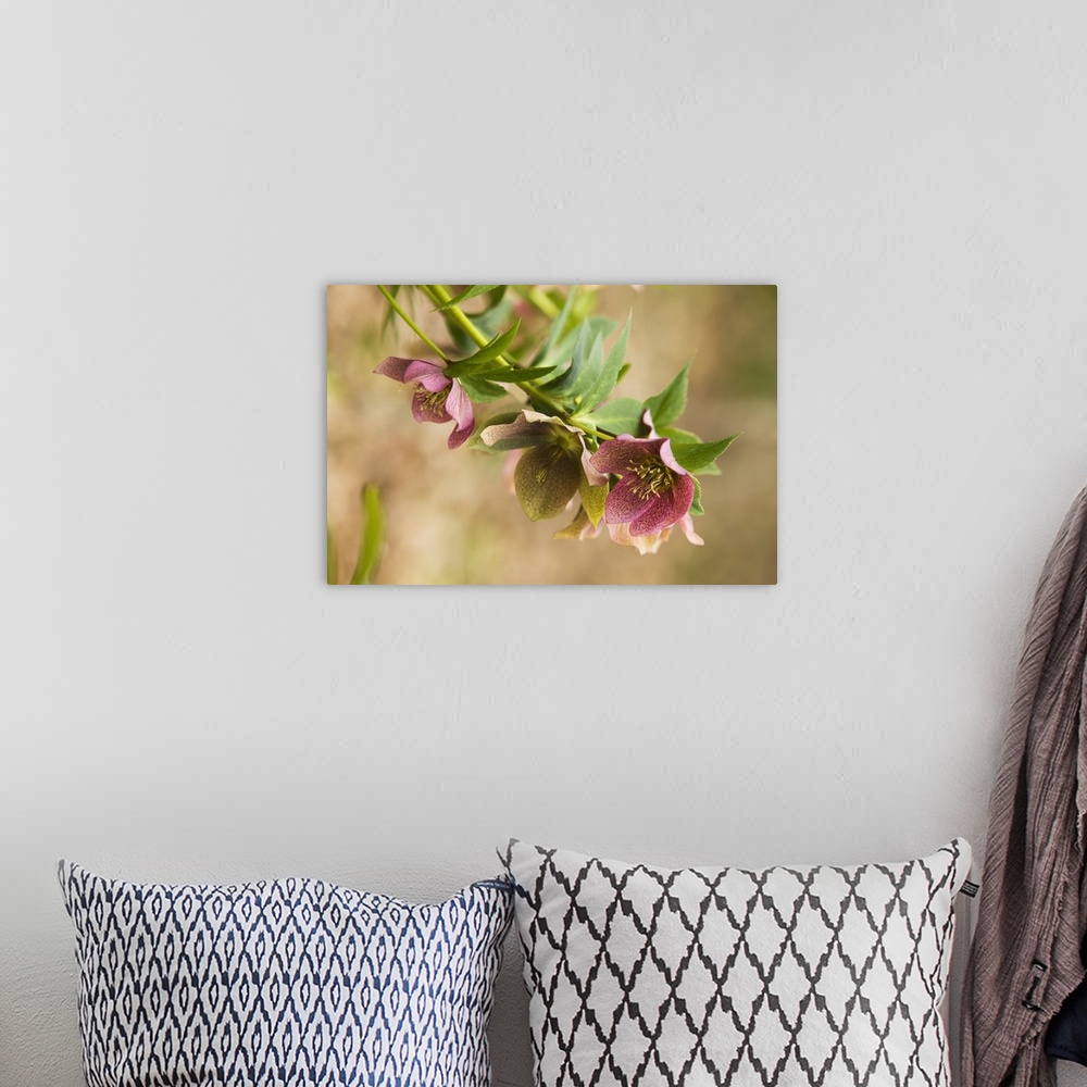 A bohemian room featuring Horizontal close up photograph of several hellebore flowers in bloom, hanging down from branches ...