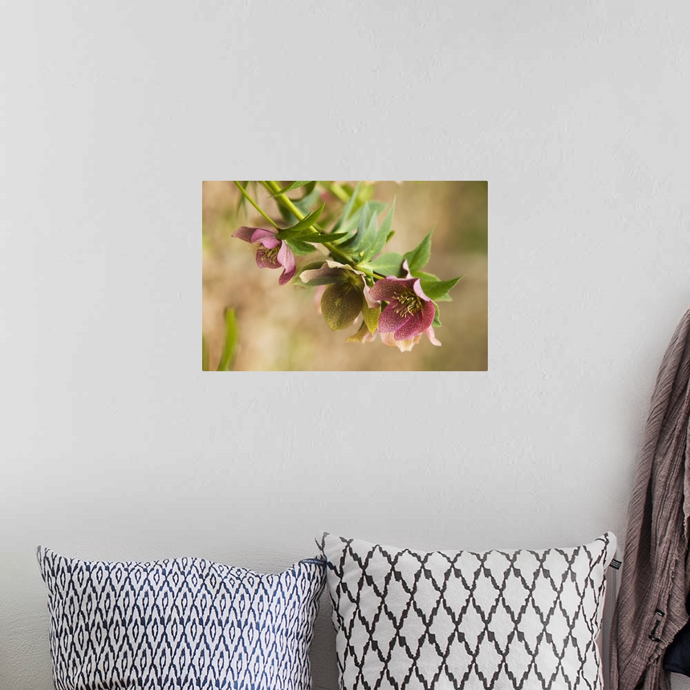 A bohemian room featuring Horizontal close up photograph of several hellebore flowers in bloom, hanging down from branches ...