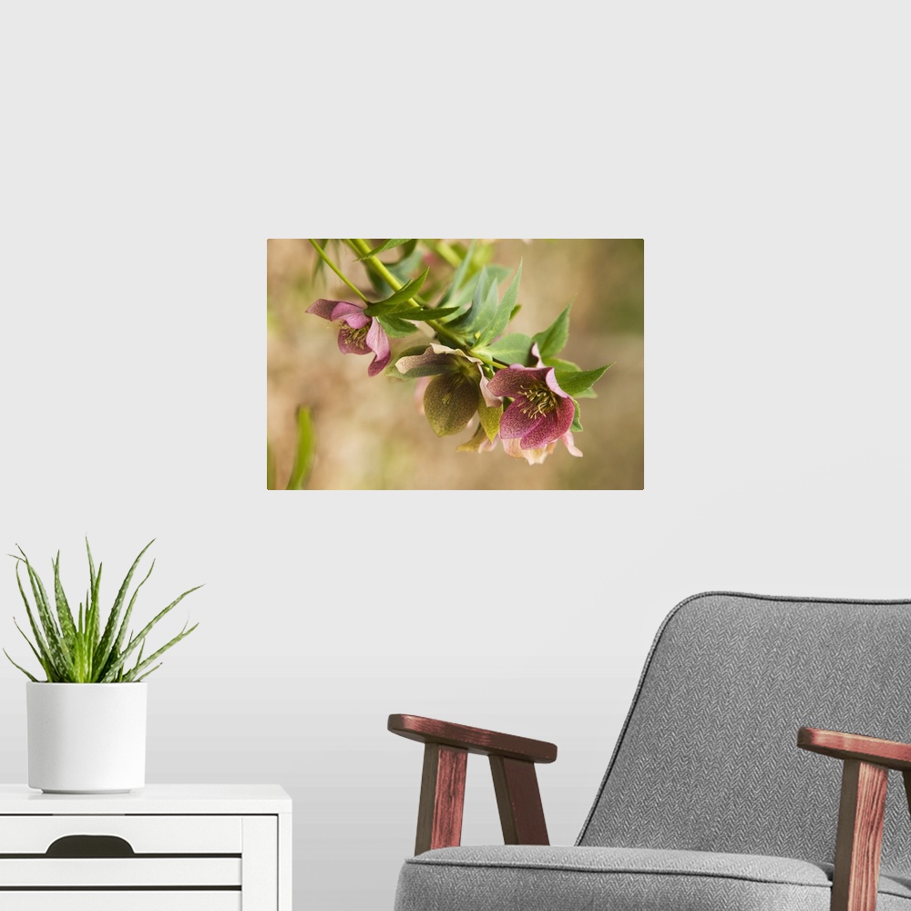 A modern room featuring Horizontal close up photograph of several hellebore flowers in bloom, hanging down from branches ...