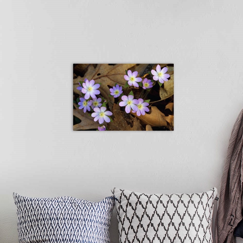 A bohemian room featuring Up-close photograph of flowers growing through dead tree leaves.