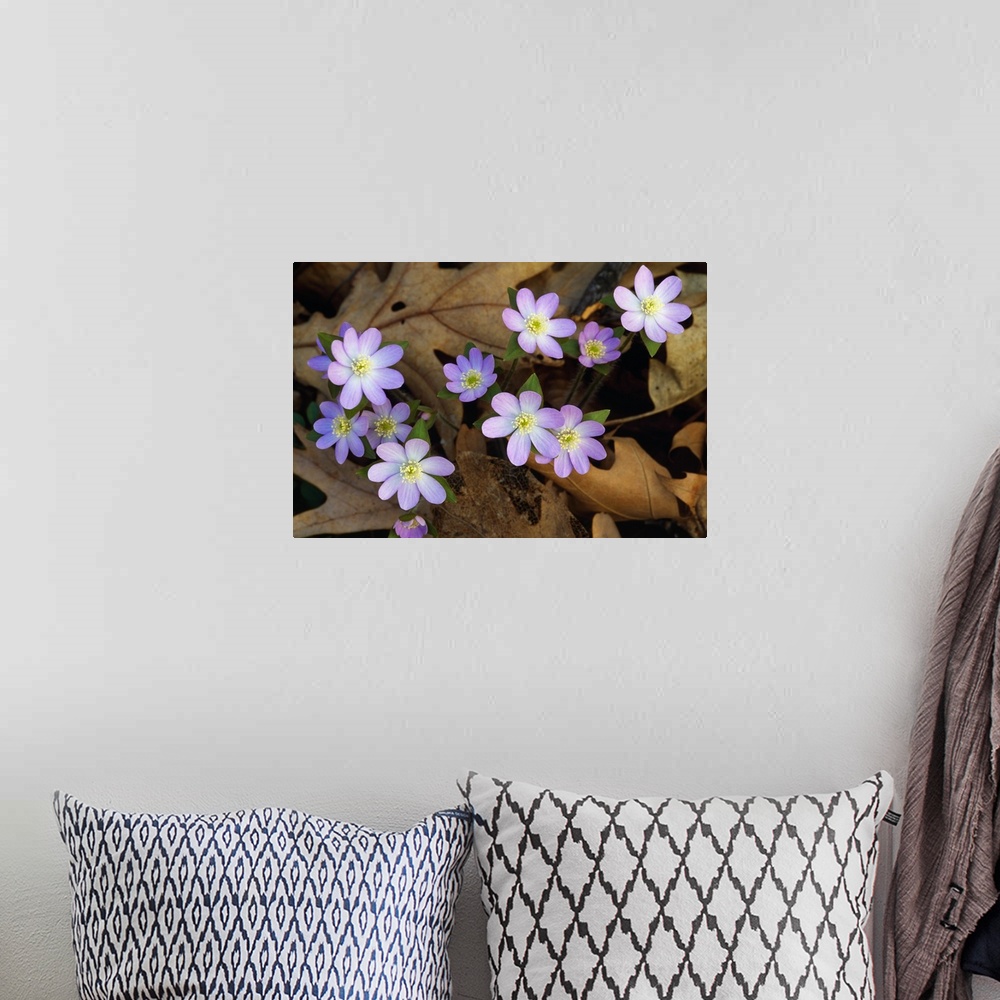 A bohemian room featuring Up-close photograph of flowers growing through dead tree leaves.