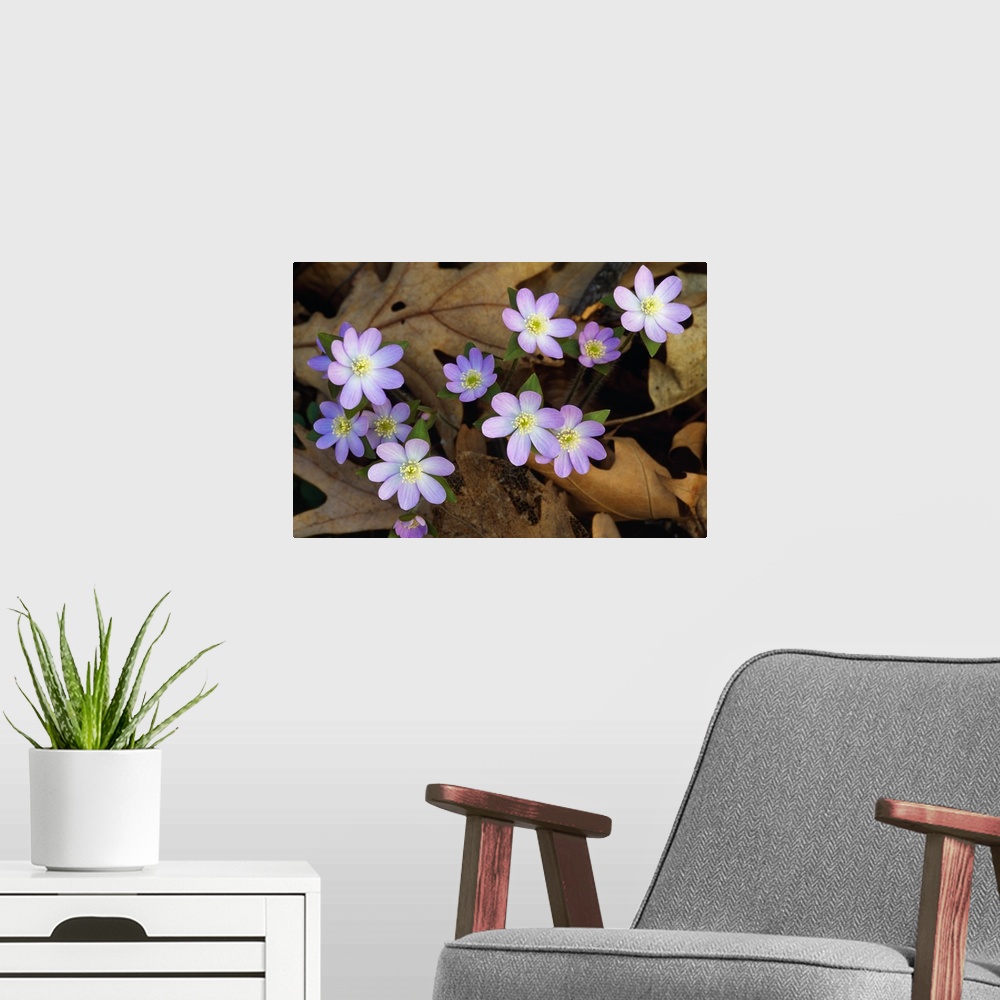 A modern room featuring Up-close photograph of flowers growing through dead tree leaves.