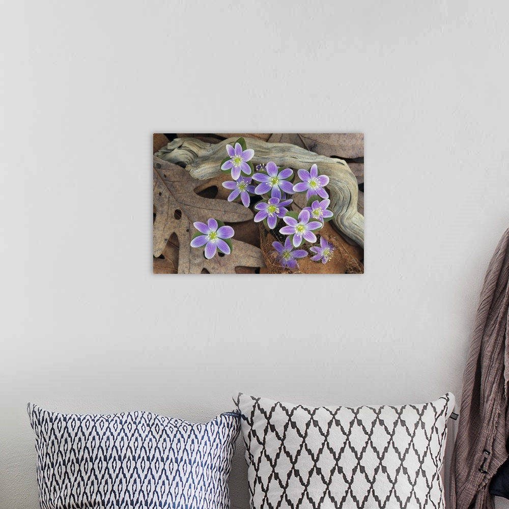 A bohemian room featuring Photograph of flowers blooming through dead leaves and tree roots.