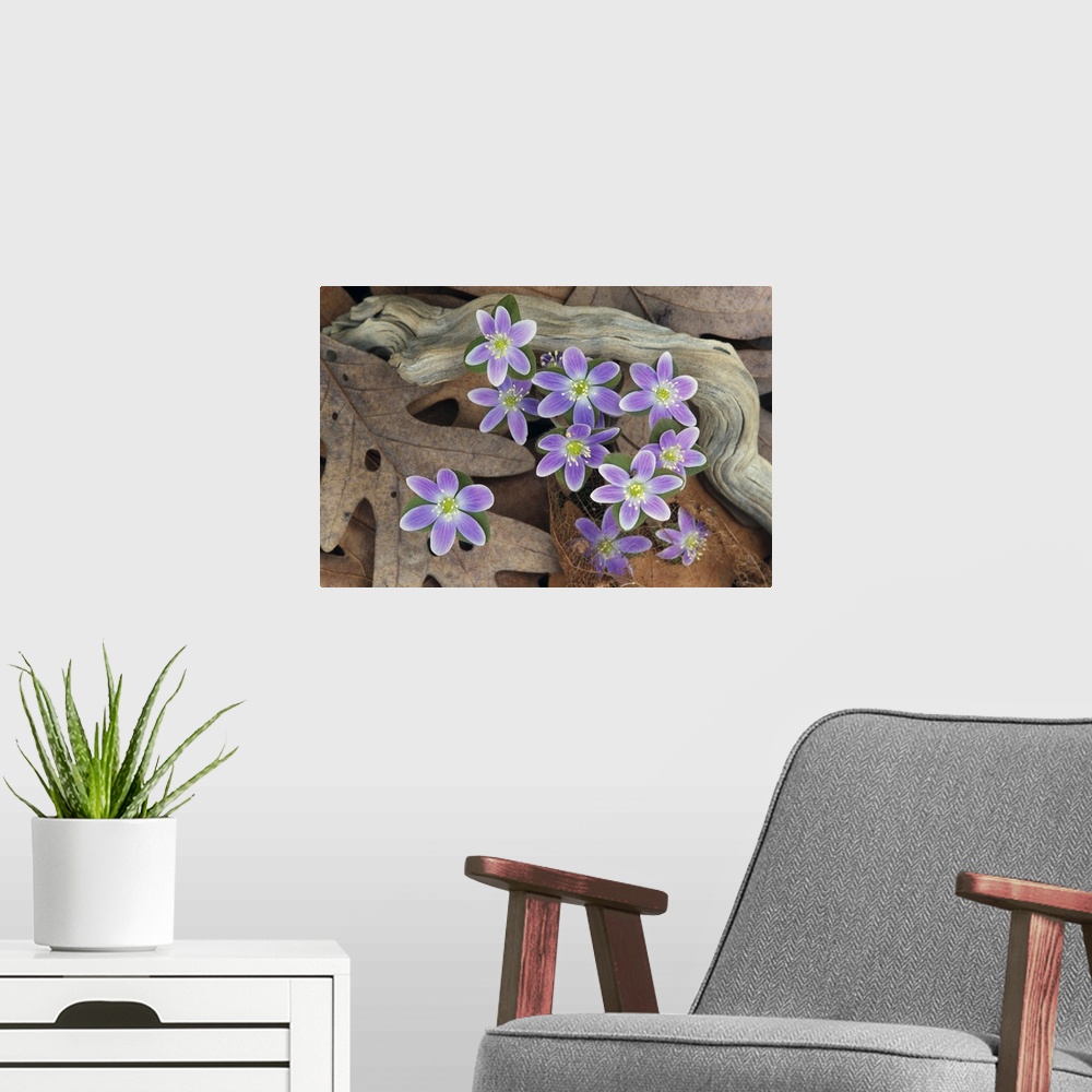 A modern room featuring Photograph of flowers blooming through dead leaves and tree roots.