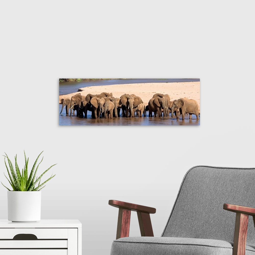 A modern room featuring A large panoramic photograph of a herd of elephants standing in shallow water with a patch of lan...