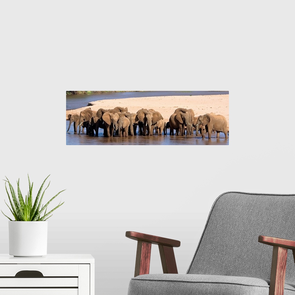 A modern room featuring A large panoramic photograph of a herd of elephants standing in shallow water with a patch of lan...