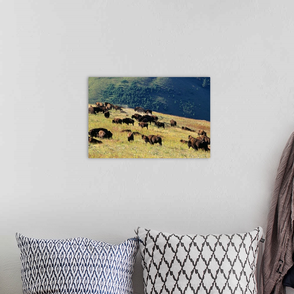 A bohemian room featuring Herd Of Bison (Bison Bison) In Mountain Meadow
