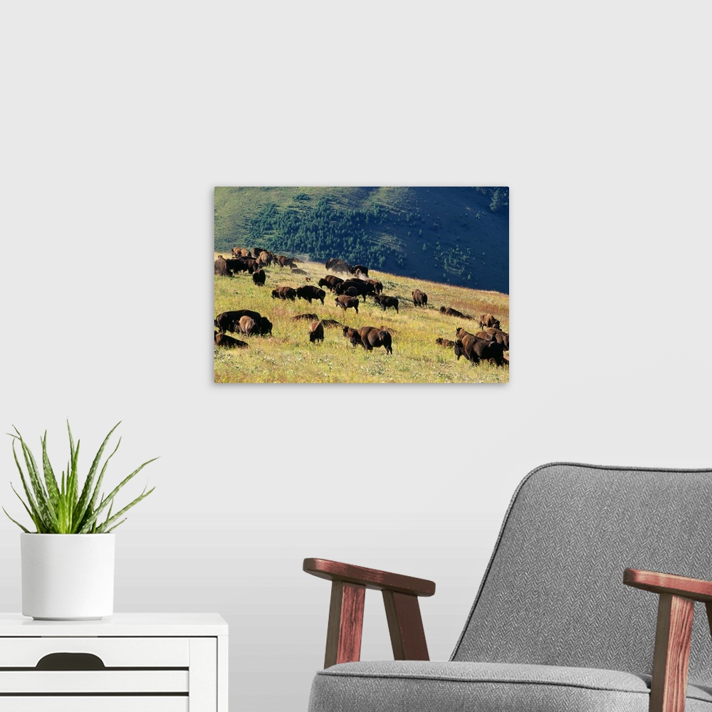 A modern room featuring Herd Of Bison (Bison Bison) In Mountain Meadow