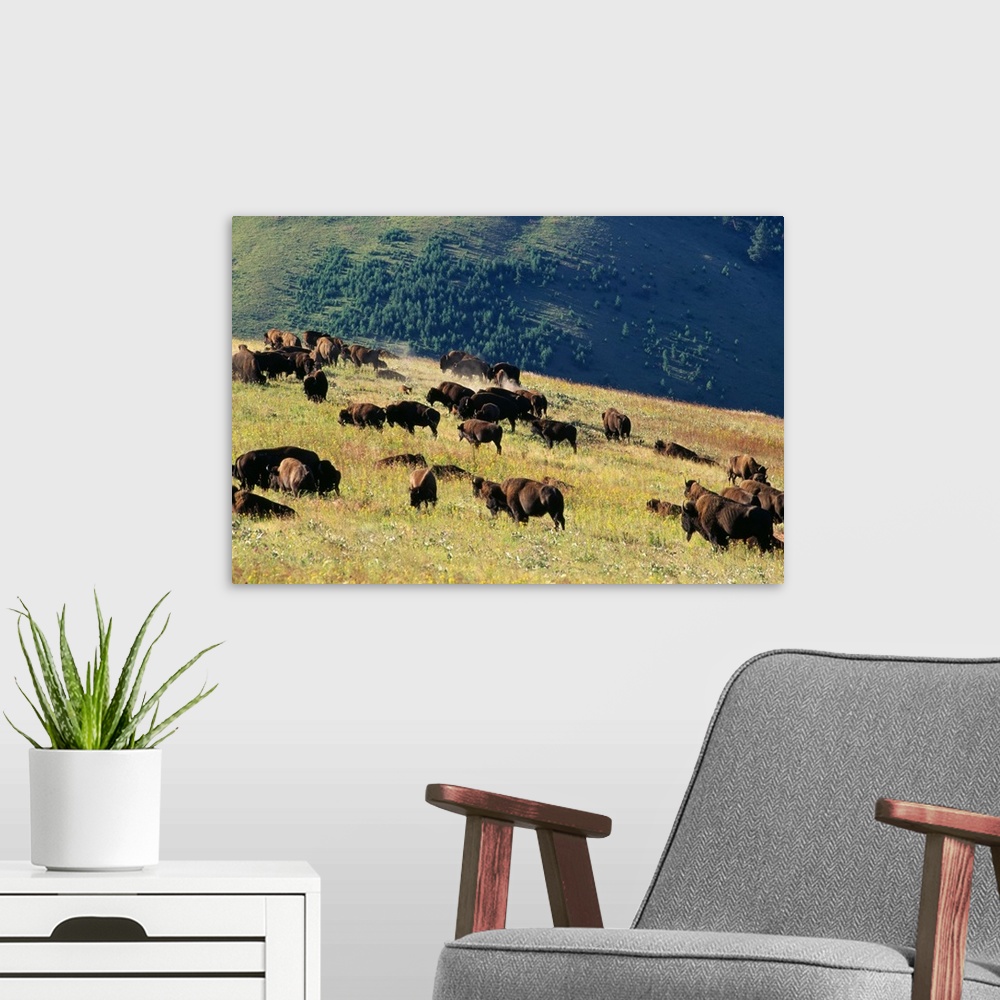 A modern room featuring Herd Of Bison (Bison Bison) In Mountain Meadow