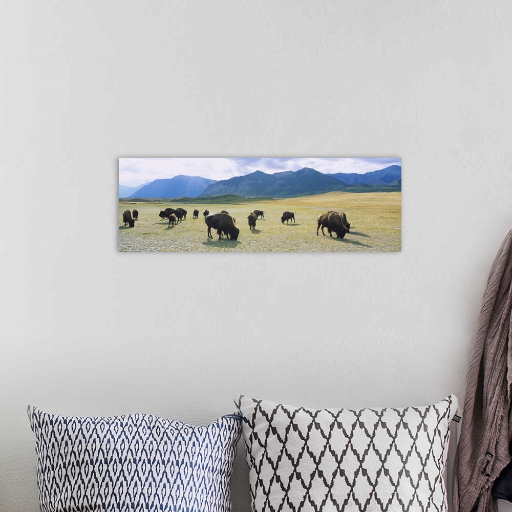 A bohemian room featuring Herd of bisons grazing in a field, Waterton Lakes National Park, Alberta, Canada