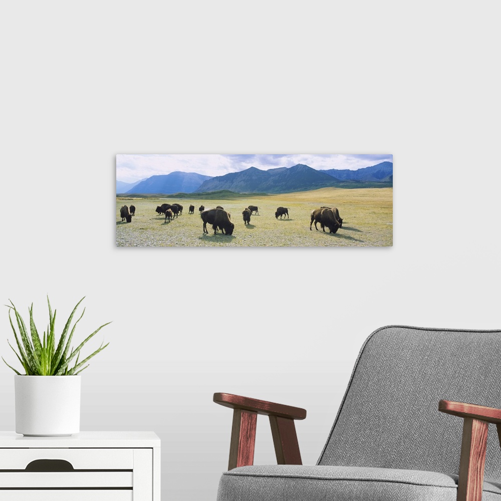 A modern room featuring Herd of bisons grazing in a field, Waterton Lakes National Park, Alberta, Canada